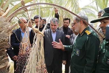 30 درصد نخلستانهای استان کرمان تحت آسیب خشکیدگی خوشه خرما قرار گرفته اند