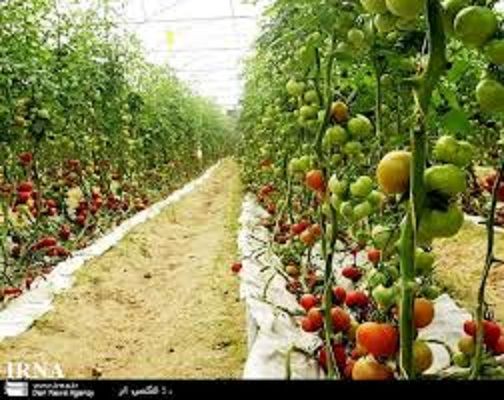 برداشت 4800 تن گوجه فرنگی از گلخانه های شهرستان نرماشیر