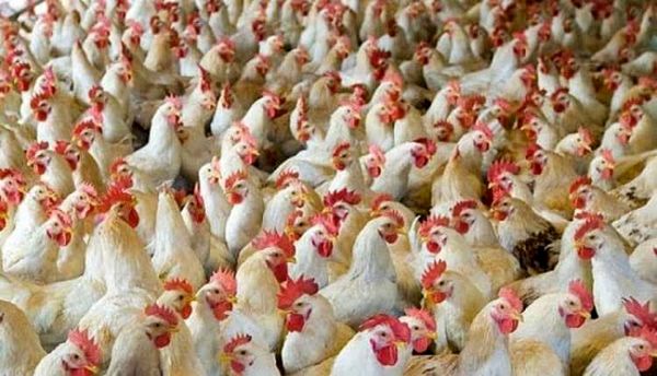 تولید بیش از ۷۰ تن مرغ گوشتی در چهارمحال و بختیاری طی روزهای گذشته