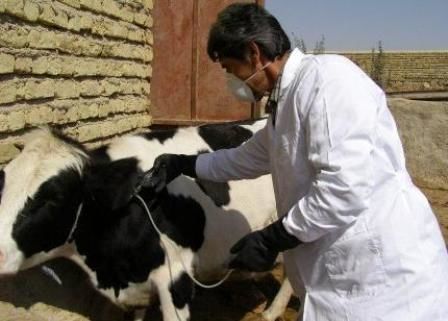 اجرای طرح پایش شیر خام در گاوداریهای شهرستان شهربابک