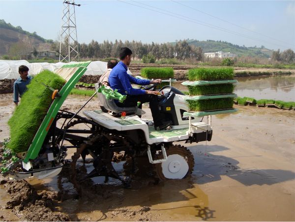 رشد 20 درصدی نشاء مکانیزه برنج در نور