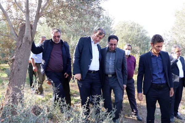 بازدید معاون وزیر جهاد کشاورزی از عملیات بازجوانسازی درختان قدیمی زیتون در طارم سفلی