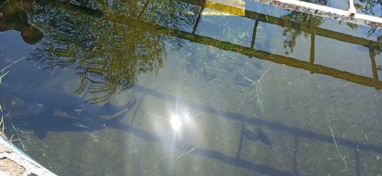 photo29566379982