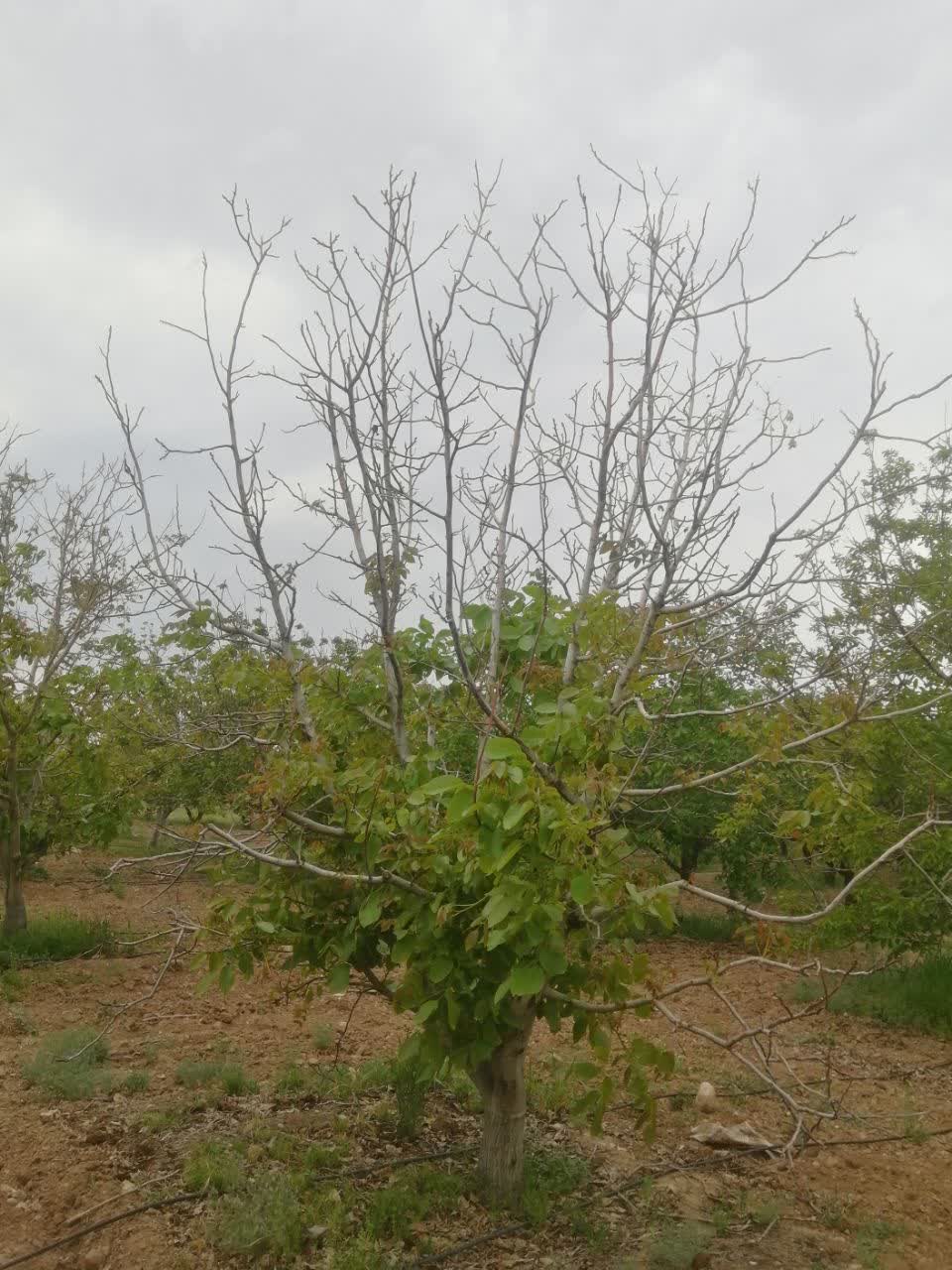 photo26480481603