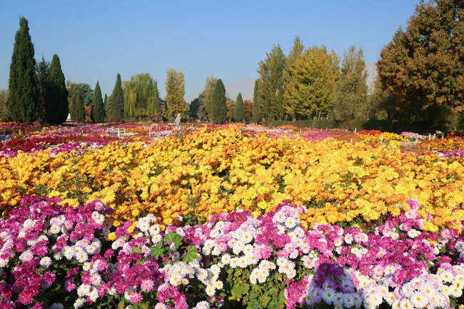 بازدید تور رسانه ای از باغ ملی گیاه شناسی ایران                   