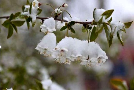 توصیه‌های فنی جهادکشاورزی خراسان شمالی برای مقابله با سرمازدگی باغ‌ها 