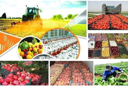 بیش از ۱.۵ میلیون تن محصولات کشاورزی در بوشهر تولید می‌شود
