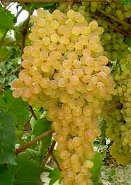 خرید توافقی، قیمت انگور را در خراسان شمالی افزایش داد