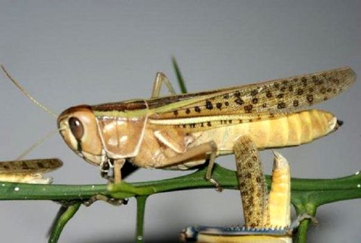 کشاورزان گناوه، کانون ملخ‌های صحرایی را اطلاع دهند