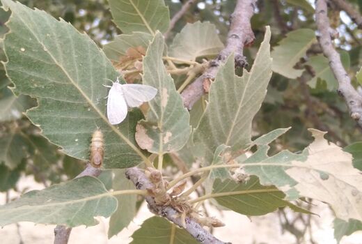 بیش از 22 هزار هکتار با آفت برگ خوار درختان بلوط مبارزه شد