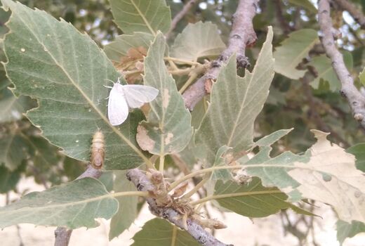 بیش از 22 هزار هکتار با آفت برگ خوار درختان بلوط مبارزه شد