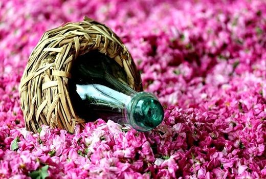  گلاب میمند فیروزآباد ارز آور شد 