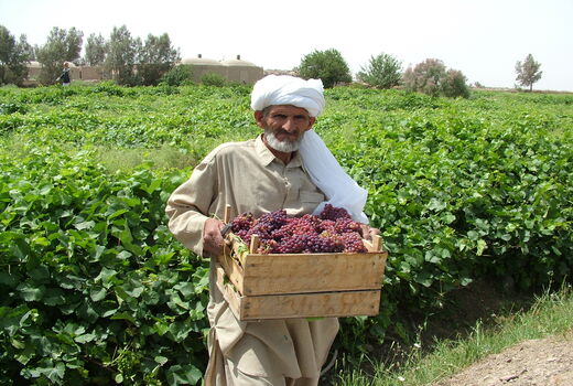 یاقوت سیستان وارد بازار شد