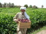 یاقوت سیستان وارد بازار شد