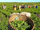 امسال بیش از ۱۴۵ هزار تن برگ سبز چای برداشت می‌شود / صنعت چای در مسیر بازسازی