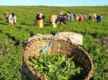امسال بیش از ۱۴۵ هزار تن برگ سبز چای برداشت می‌شود / صنعت چای در مسیر بازسازی