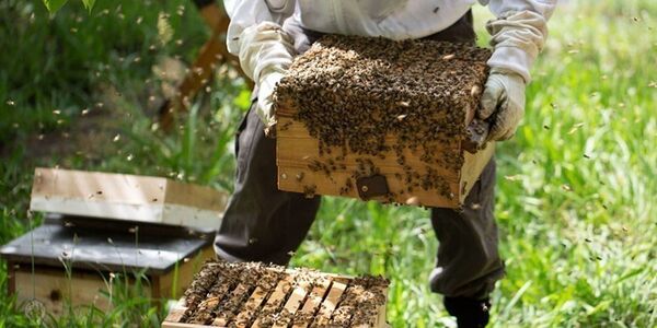 اجرای طرح پایش باقیمانده‌های دارو در عسل از زنبورستان های شهرستان شهربابک 