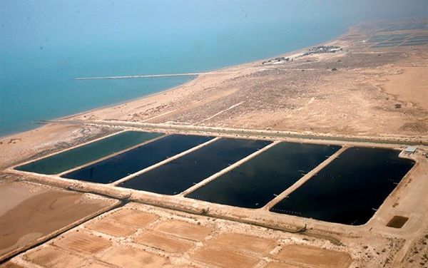 ۲.۵ میلیارد بچه میگو در ۵۴۰۰ استخر پرورشی استان بوشهر ذخیره‌سازی شد