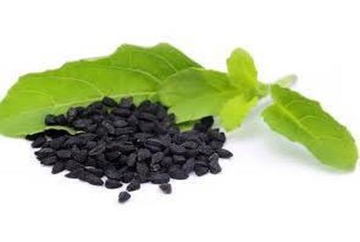 کشت 15 هکتاری سیاه دانه در گلوگاه/پیش بینی تولید 22 تنی