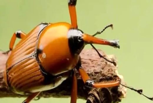 استمرار پایش آفت سرخرطومی سریلانکایی در آبادان