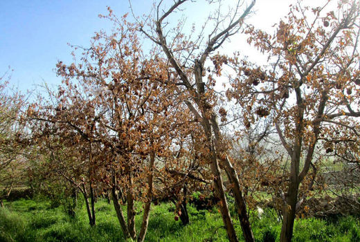 توصیه‌های جهادکشاورزی آذربایجان شرقی برای مقابله با خشک‌سالی و گرما در باغات