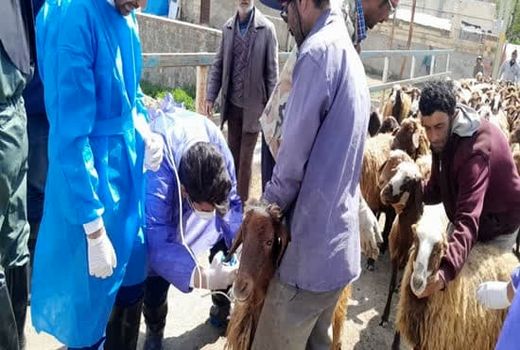 واکسیناسیون 40 هزار راس دام عشایری در اردوی جهادی دامپزشکی آذربایجان شرقی