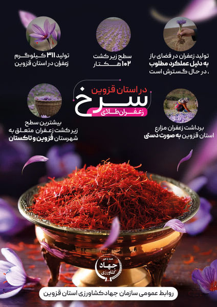 اینفوگرافی | طلای سرخ استان قزوین