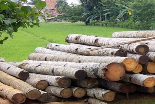 اجرای طرح زراعت چوب در فارس