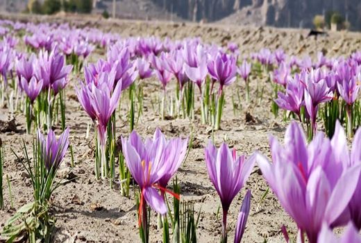 بزرگترین کانون گیاهان دارویی مرودشت ایجاد شد