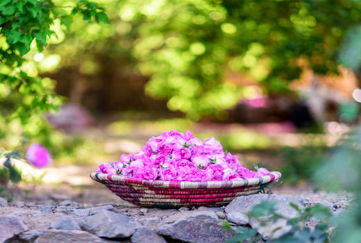 دفاع ایران از نشان جغرافیایی اسانس «گل محمدی» 