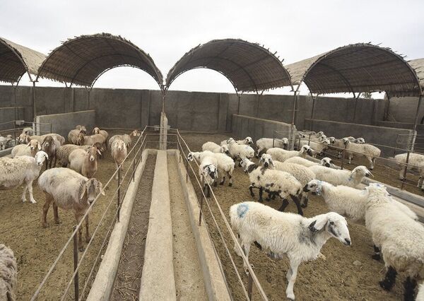 ۱۶۴ میلیارد تومان تسهیلات به بهره برداران دام و طیور استان بوشهر پرداخت شد