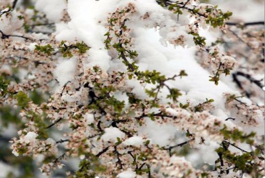 سرما به کشاورزی خراسان شمالی خسارت زد