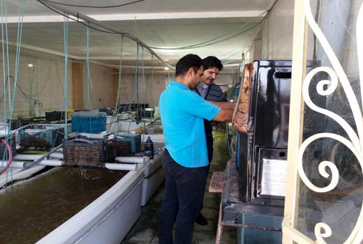 4میلیون قطعه ماهیان زینتی در شهرستان آبیک تولید شد