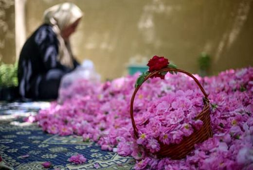 تولید 10 هزار گیلوگرم گل محمدی در بیضا