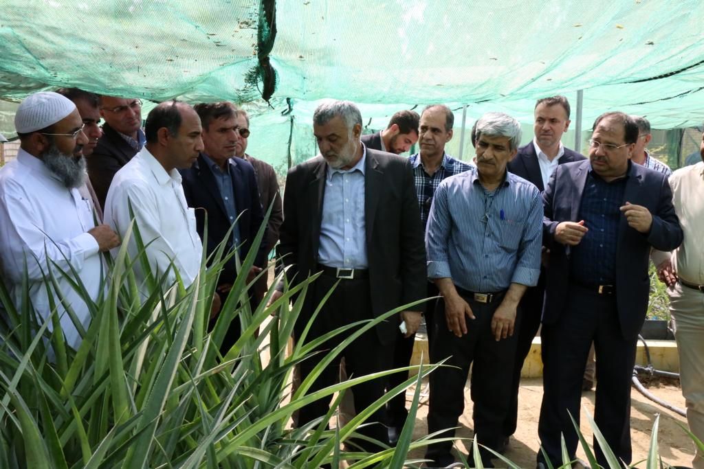  بازدید وزیر جهاد کشاورزی از گلخانه تحقیقاتی پرورش نهال کشت بافتی آناناس در چابهار
