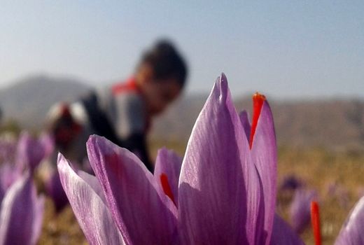 صادرات فله‌ای گیاهان دارویی ارزش افزوده بالایی ندارد