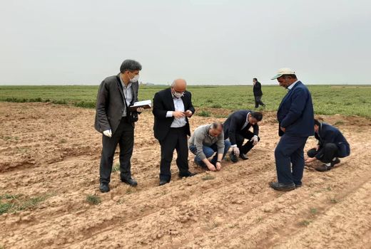 تاکنون 900 هکتار از مزارع کشاورزی استان قزوین به زیر کشت چغندر قند رفته است