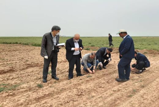 تاکنون 900 هکتار از مزارع کشاورزی استان قزوین به زیر کشت چغندر قند رفته است