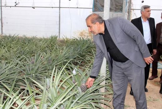 تولید آناناس در داراب به مرحله میوه‌دهی رسید 