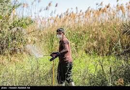 مبارزه با ملخ در 250 هکتار عرصه طبیعی شهرستان جاجرم 
