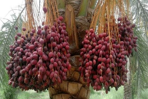 تولید بیش از 200 هزار تن خرما در جنوب کرمان