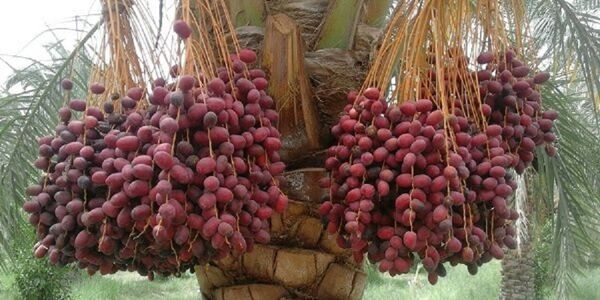 تولید بیش از 200 هزار تن خرما در جنوب کرمان