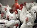صنعت مرغداری پویاترین صنعت استان کردستان است