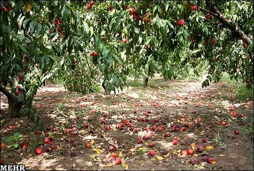 خراسان شمالی ۴۸ هزار و ۴۹۳ هکتار باغ دارد 