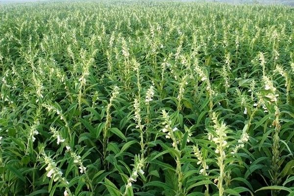 کاشت  کنجد در زمین‌های کشاورزی هرمزگان آغاز شد