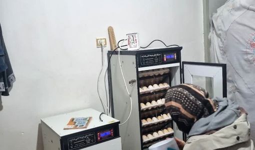 ۷۰ درصد اعضای زنجیره ارزش مرغ بومی قزوین برای دریافت تسهیلات معرفی شدند