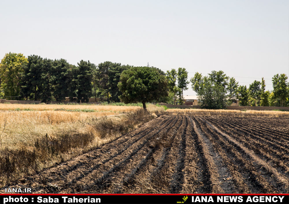 مزرعه سوخته