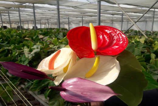 تولید بالغ بر ۴۰۰ هزار شاخه گل آنتوریوم در مرودشت