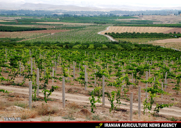 باغات انگور ارومیه 