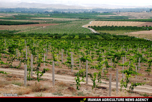 باغات انگور ارومیه 